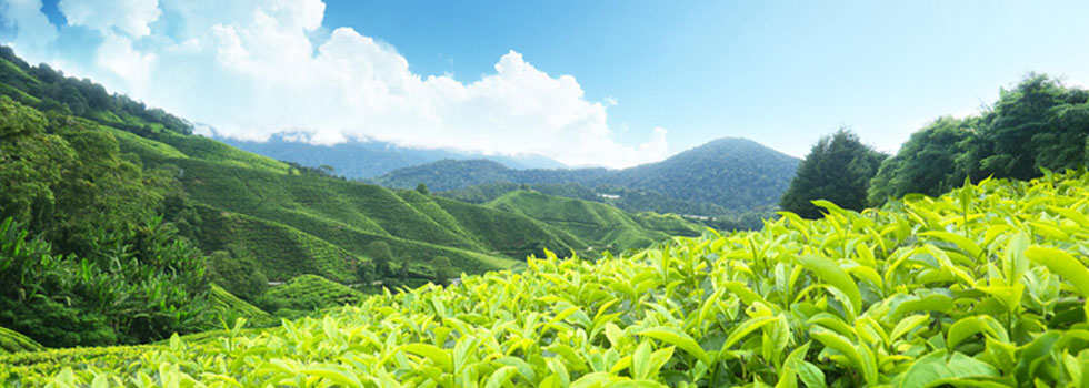 Munnar -Tourist destination in Kerala