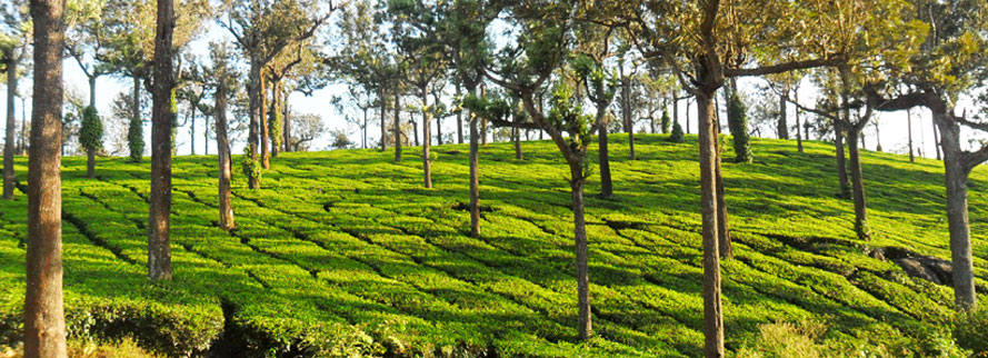 Munnar tourism