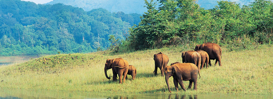 Thekkady Periyar tour package