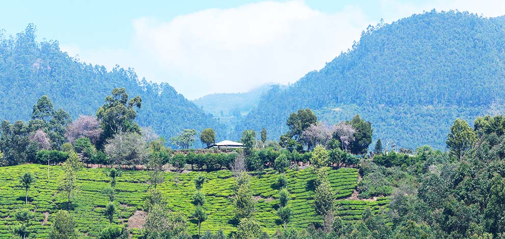 6 Days Munnar Cherai Kochi holiday packages