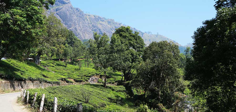 6 Days Munnar Cherai Kochi holiday packages