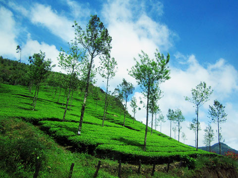 6 Days Munnar Trivandrum holiday packages